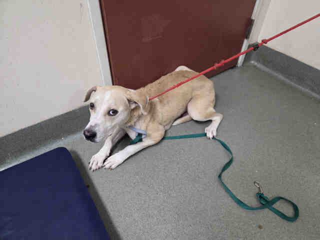 Shelter Stray Female Dog last seen , 2481 Palomar Airport Rd, Carlsbad, CA 92011, USA