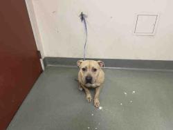 Shelter Stray Female Dog last seen HOLLY, 2481 Palomar Airport Rd, Carlsbad, CA 92011, USA