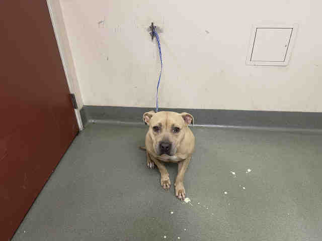 Shelter Stray Female Dog last seen HOLLY, 2481 Palomar Airport Rd, Carlsbad, CA 92011, USA