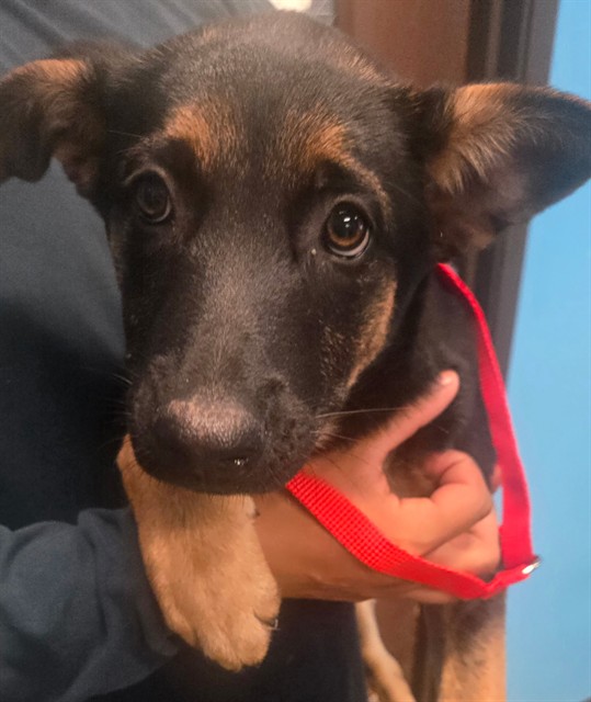 Shelter Stray Female Dog last seen GOOSEBERRY ST BAKERSFIELD, 201 S Mt Vernon Ave, Bakersfield, CA 93307, USA