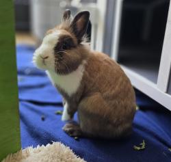 Shelter Stray Male Other last seen KIMBALL PARK, 130 Beyer Way, Chula Vista, CA 91911, USA