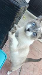 Reunited Female Cat last seen Merrelo St and ranney, Garden Grove, CA 92843