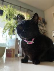 Reunited Female Cat last seen Maleza by Pine Mountain, Atascadero, CA 93422