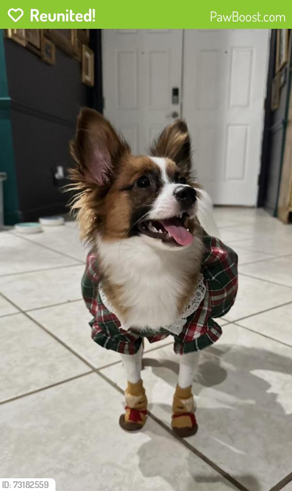 Reunited Female Dog last seen Corner of Gilbert and Goode, Palm Bay, FL 32907