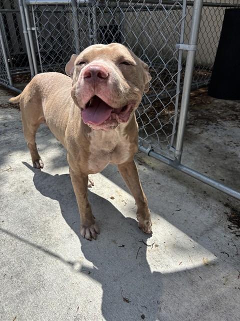 Shelter Stray Male Dog last seen Near BLOCK NE 124TH ST, 3599 NW 79th Ave, Doral, FL 33122, USA
