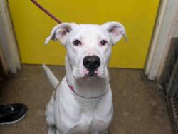Shelter Stray Male Dog last seen , 5821 Sweetwater Rd, Bonita, CA 91902, USA