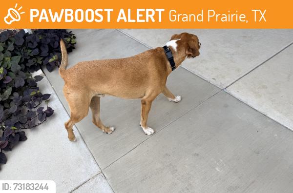 Found/Stray Male Dog last seen Across the YMCA fields, Grand Prairie, TX 75052