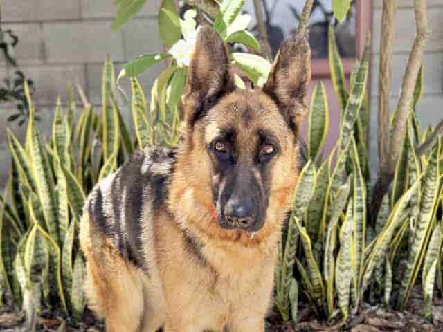 Shelter Stray Female Dog last seen TRAPPED IN LAKESIDE, 5821 Sweetwater Rd, Bonita, CA 91902, USA