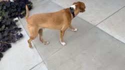 Found/Stray Male Dog last seen Across the YMCA fields, Grand Prairie, TX 75052