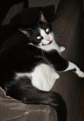 Lost Male Cat last seen Youngs rd., Amherst, NY 14221