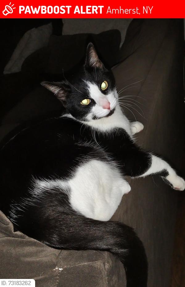 Lost Male Cat last seen Youngs rd., Amherst, NY 14221