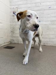 Shelter Stray Male Dog last seen DAVIDSON ST, 333 Chandler Pl, San Bernardino, CA 92408, USA
