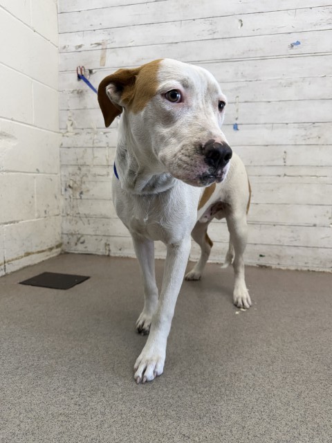Shelter Stray Male Dog last seen DAVIDSON ST, 333 Chandler Pl, San Bernardino, CA 92408, USA