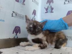 Shelter Stray Female Cat last seen , 2769 Conroy Rd, Orlando, FL 32839, USA