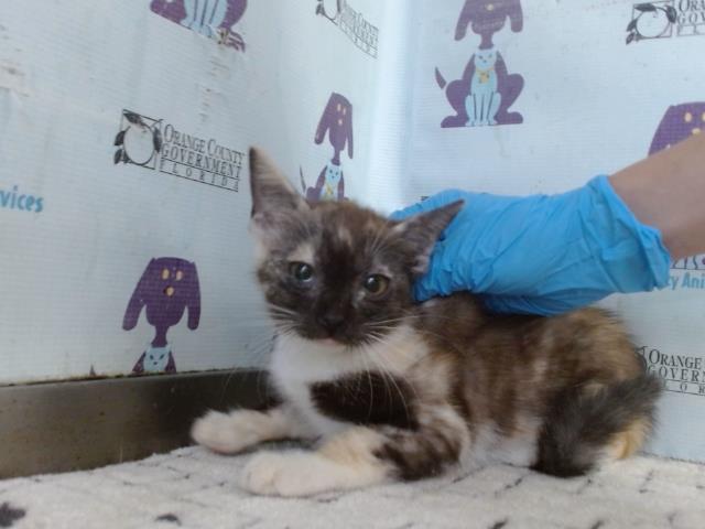 Shelter Stray Female Cat last seen , 2769 Conroy Rd, Orlando, FL 32839, USA