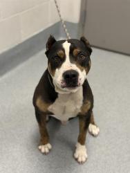 Shelter Stray Male Dog last seen Near, 2600 S Harding St, Indianapolis, IN 46221, USA