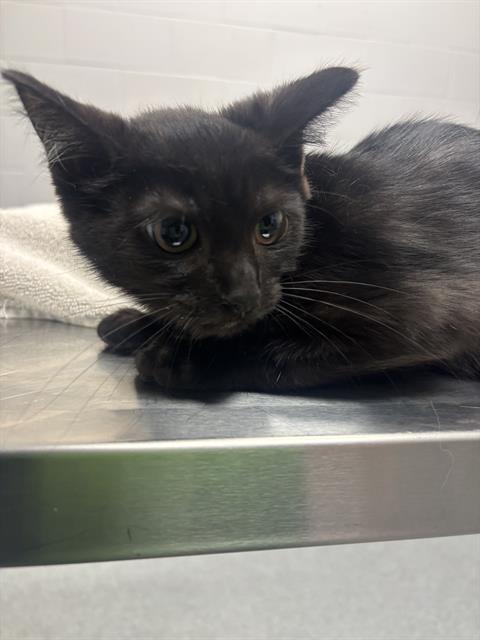 Shelter Stray Female Cat last seen Near, 2600 S Harding St, Indianapolis, IN 46221, USA