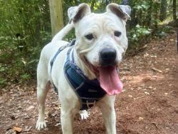 Shelter Stray Female Dog last seen CHARLOTTE, 8315 Byrum Dr, Charlotte, NC 28217, USA