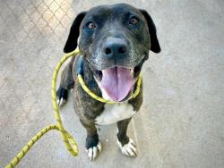 Shelter Stray Male Dog last seen CHARLOTTE, 8315 Byrum Dr, Charlotte, NC 28217, USA
