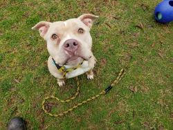 Shelter Stray Female Dog last seen CHARLOTTE, 8315 Byrum Dr, Charlotte, NC 28217, USA
