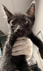 Shelter Stray Female Cat last seen , West Valley Animal Shelter, 20655 Plummer St, Chatsworth, CA 91311, USA
