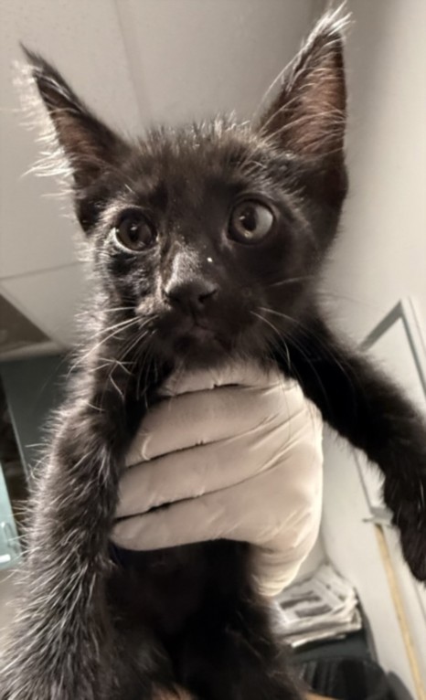 Shelter Stray Female Cat last seen , West Valley Animal Shelter, 20655 Plummer St, Chatsworth, CA 91311, USA