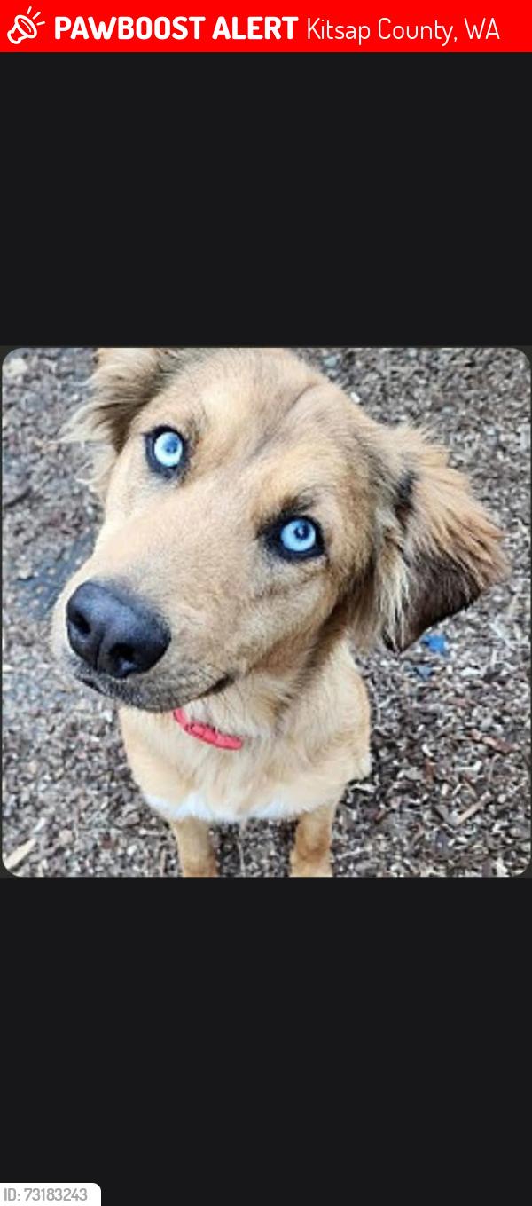 Lost Female Dog last seen Miller bay road, Kitsap County, WA 98342
