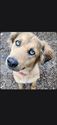 Lost Female Dog last seen Miller bay road, Kitsap County, WA 98342