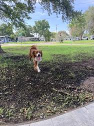 Found/Stray Male Dog last seen Fox Run Trail Apollo Beach, Apollo Beach, FL 33572
