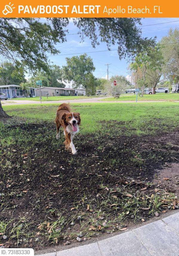 Found/Stray Male Dog last seen Fox Run Trail Apollo Beach, Apollo Beach, FL 33572