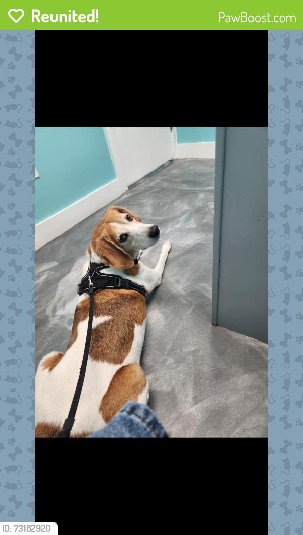 Reunited Male Dog last seen Near Water Oaks Dr, Denver, NC 28037, Denver, NC 28037