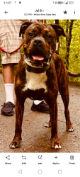 Lost Male Dog last seen Germain, John Glen middle School, Saint Paul, MN 55109