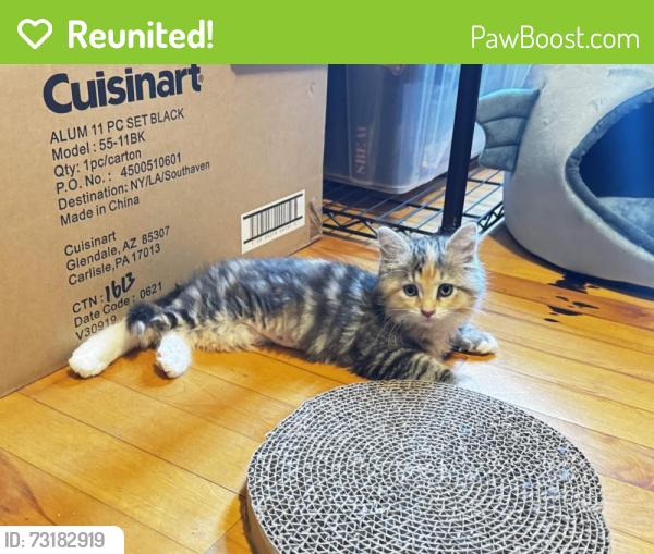 Reunited Female Cat last seen Near Main Street, Worcester, MA 01603, Worcester, MA 01603