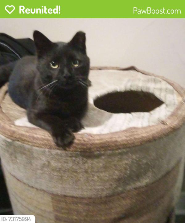 Reunited Male Cat last seen Restoration Church, Independence, MO 64055