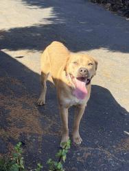 Found/Stray Male Dog last seen Park, Hemet, CA 92544