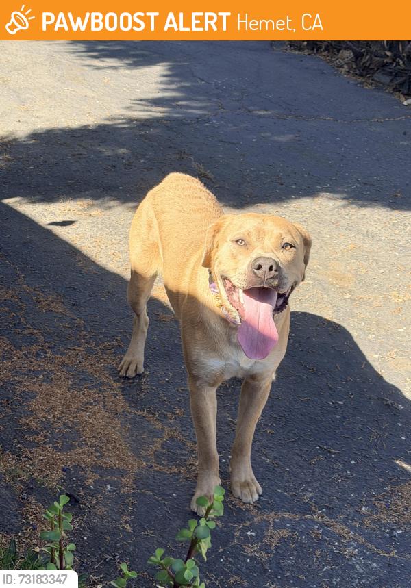 Found/Stray Male Dog last seen Park, Hemet, CA 92544
