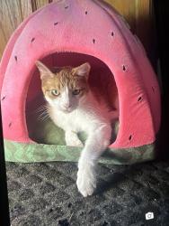 Reunited Male Cat last seen Eagle Ridge Community, Marion, IA 52302