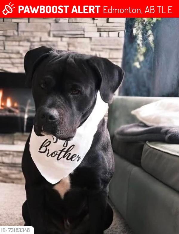 Lost Male Dog last seen Greenview, Edmonton, AB T6L 6E6