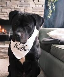 Lost Male Dog last seen Greenview, Edmonton, AB T6L 6E6