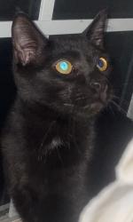 Lost Male Cat last seen Fords Corner Rd Hartly, Kent County, DE 19953