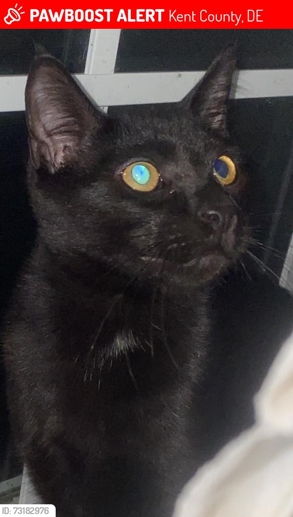 Lost Male Cat last seen Fords Corner Rd Hartly, Kent County, DE 19953