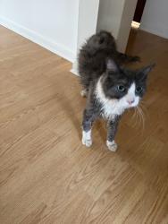 Reunited Male Cat last seen Between Gove Dr. and W Russell Rd on Green Hwy in Tecumseh, Tecumseh, MI 49286