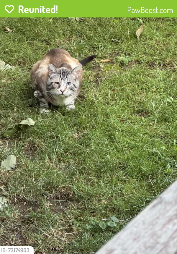 Reunited Unknown Cat last seen E Vassar Ave and S Milwaukee St, Denver, CO 80210