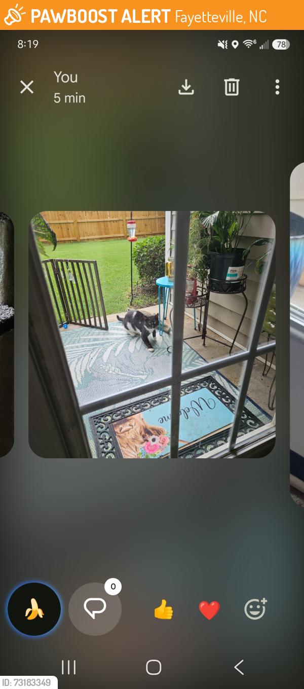 Found/Stray Unknown Cat last seen Cliffdale and reilly rd, Fayetteville, NC 28314