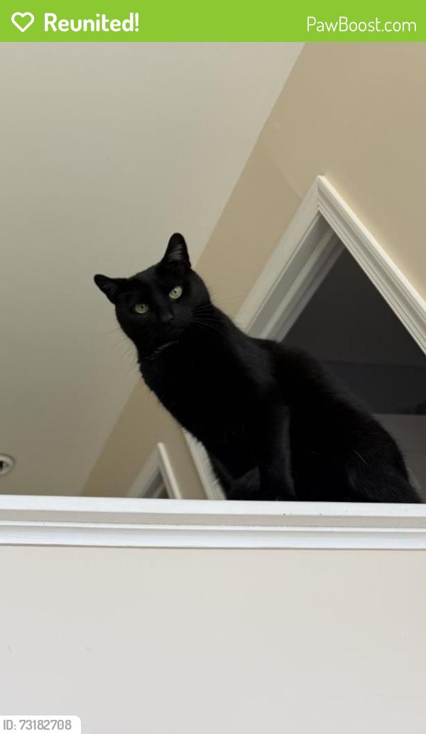 Reunited Male Cat last seen Edella rd, white birch rd., South Abington Township, PA 18411