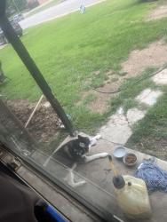 Reunited Unknown Dog last seen Midland, Midland Township, MO 63114