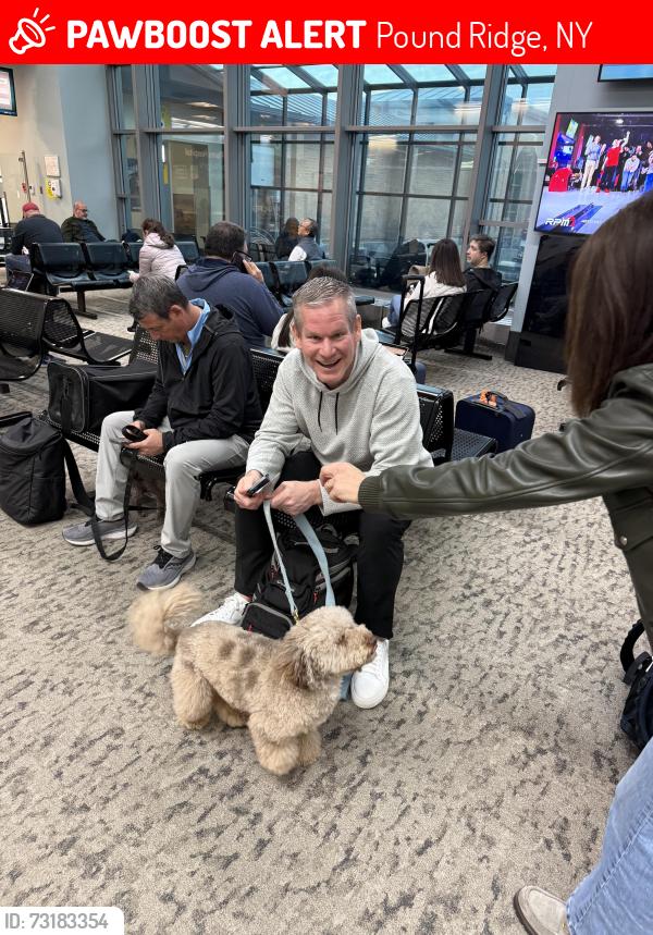Lost Male Dog last seen Pound ridge, Pound Ridge, NY 10576