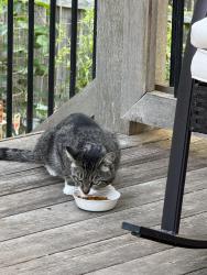 Found/Stray Male Cat last seen Woodlawn & 29th st, Wichita, KS 67220