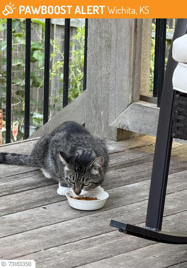 Found/Stray Male Cat last seen Woodlawn & 29th st, Wichita, KS 67220
