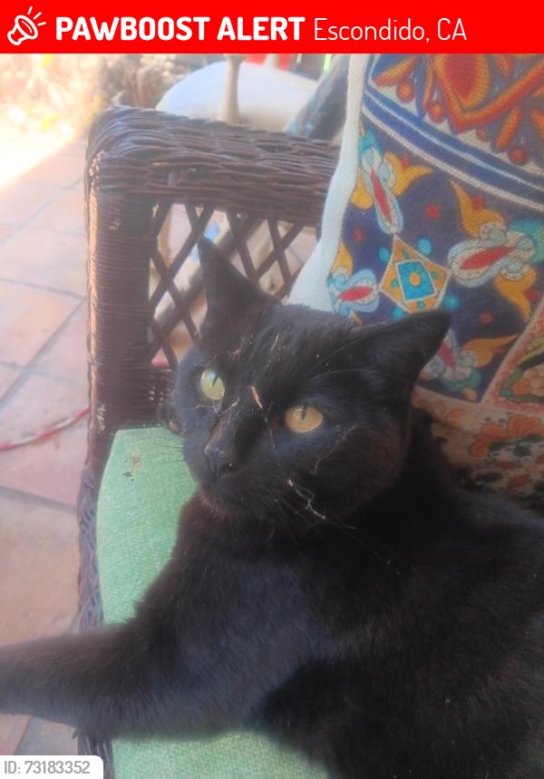 Lost Male Cat last seen Grape, Escondido, CA 92025